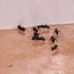 أسباب ظهور النمل بكثرة في المنزل