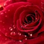 عبارات جميلة عن الورد