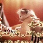 كلام وعبارات جميلة