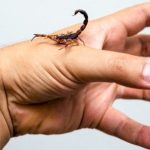 ما علاج لدغة العقرب